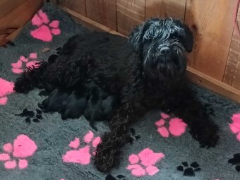 Sznaucer miniaturowy - 3