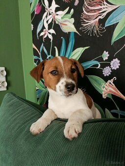 Wzorcowy gładki Jack Russell rodzice FCI - 3