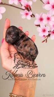 Pudel Miniaturowy piesek Merle Badania genetyczne - 3