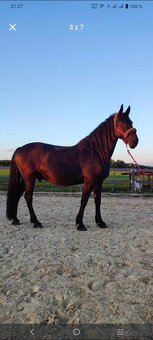 Uroczy wałach 8lat - 3