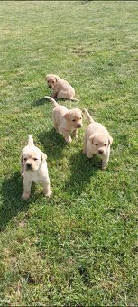 Szczeniaki Labrador - 3