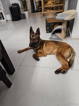 Owczarek belgijski suka 8 miesiecy - 3