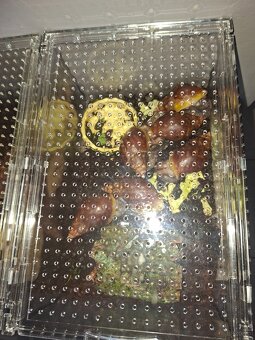 Sprzedam Ślimaki afrykańskie Lissachatina+terrarium - 3