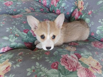 Suczka welsh corgi pembroke ZKwP FCI - 3