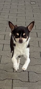 Pies czekoladowy Chihuahua - 3