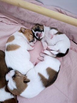 Ceylon Jack Russell Terrier FCI - 3