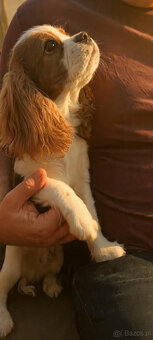 Cavalier King Charles Spaniel FCI (ZKwP) piesek - 3