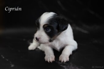 Spaniel kontynentalny miniaturowy – odmiana Phalène z rodowo - 3