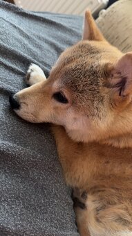 Piesek Shiba Inu - 3
