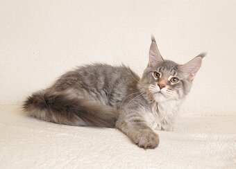 Śliczny kocurek Maine Coon PZF/WCF - LEGALNA HODOWLA - 3