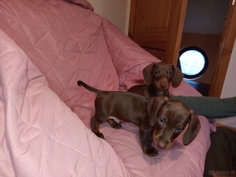 Jamnik krótkowłosy czekoladowy podpalany - 3