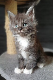 Maine Coon kotka rodowód fpl - 3