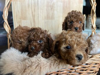 Toy Pudel – piękne szczenięta - 3