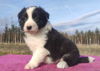 Urocza Suczka BORDER COLLIE z Hodowli - Rasowa z pełną dok. - 3