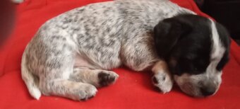 Oddam szczeniaki mieszance - 3