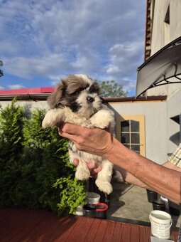 Domowe Czarusie pieski Shih-Tzu - 3