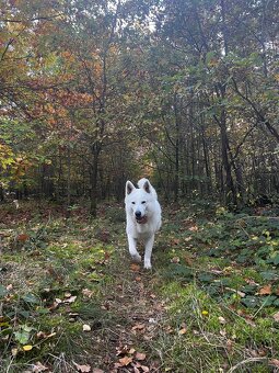 Biały Owczarek Szwajcarski - 3