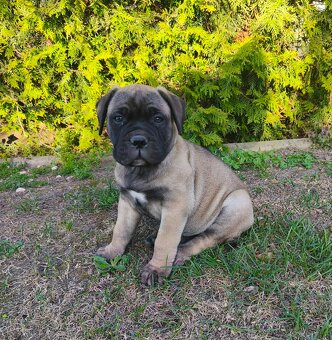 Bulmastif/ Bullmastiff s PP - 3