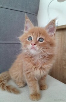 Maine coon - 3