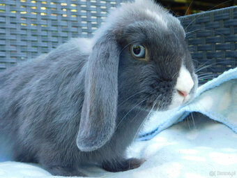 Baranek niebiesko - biały mini lop - 3