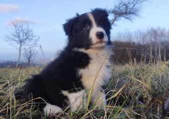 Szczenię BORDER COLLIE z Hodowli - Rasowy pies z pełną dok. - 3