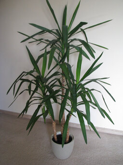 Juka – piękny, zdrowy, duży kwiat doniczkowy,  3-pienny, 1,6 - 3