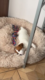Jack Russell Terrier - 3