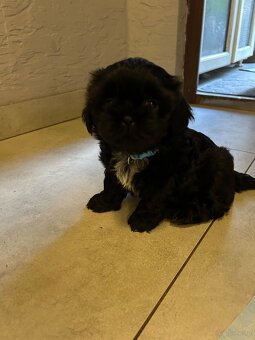 Shihtzu - 3