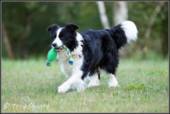 szczeniaki Border Collie psy suczki rodowód ZKwP FCI - 3
