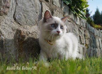 Ragdoll kocięta FPL - 3