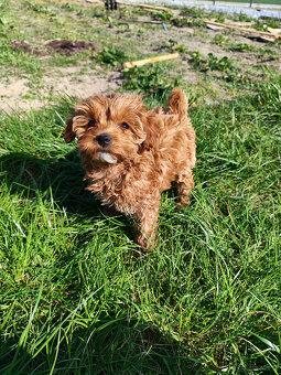 Sprzedam szczeniaki rasy pudel toy - 3