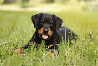 Beauceron samica z rodowodem - 3