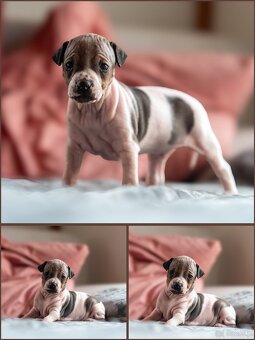 Amerykánski terier bezwłosy - 3