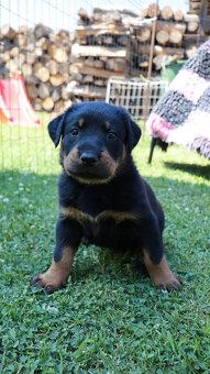 Beauceron Szczenięta z rodowodem - 3