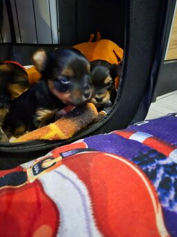 Sprzedam yorki - 3