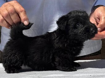 Terier Szkocki Scottish Terrier  piesek FCI - 3