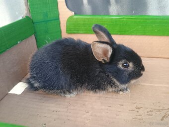 Króliki miniaturki - 3