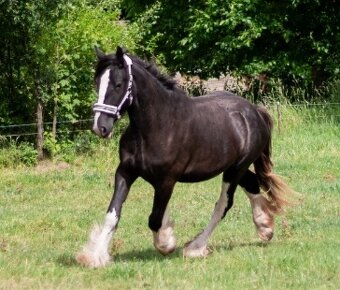Shire horse - 3