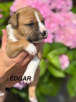 Amstaff - 3