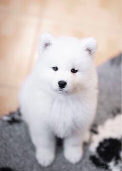 Samojed z FCI/PP – urodzone szczenięta z wyjątkowego skojarz - 3