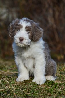 Bearded Collie - 3