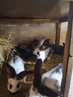 Sprzedam króliki mieszance srokacz i belg - 3