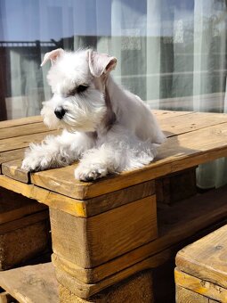 Schnauzer White miniatúrne - 3