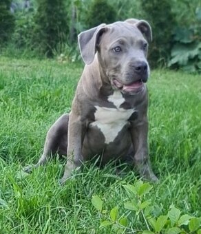 American bully XL - 3