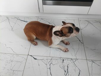 Sprzedam Buldoga Francuskiego suczka - 3