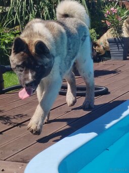 Akita - 3
