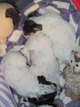 Jack Russell terrier - 3