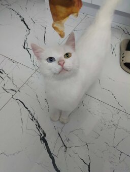 Biała kotka Khao Manee - 3