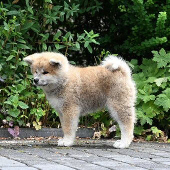 Akita Inu Akita japońska ZKWP FCI po Championie - 3