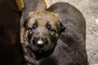 Szczenięta owczarka niemieckiego z rodowodem - 3